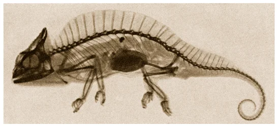 X Ray of a Chameleon