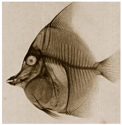 X Ray of a Fish