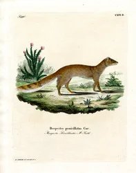 Yellow Mongoose