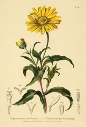 Yellow Ox-eye
