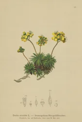Yellow Whitlow-grass