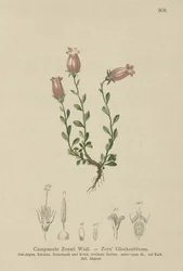 Zois Bellflower