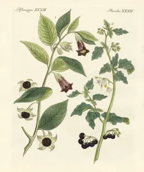 Indigenous Poisonous Plants