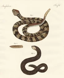 Snake