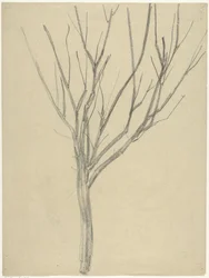 Bare Tree