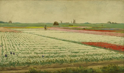 Tulip Fields