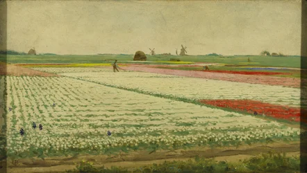 Tulip Fields