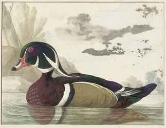 Carolina Duck