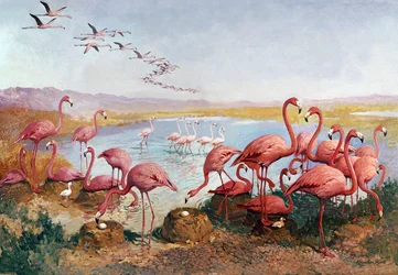 Pink flamingoes