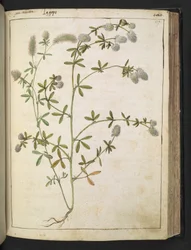 A plant with white flowers, from Paintings of Flora of the Roman States by Gherardo Cibo