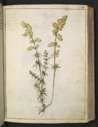 A plant with yellow foliage, from 