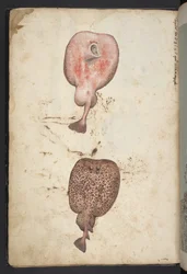 Paintings of flora of the Roman States, c.1564-84