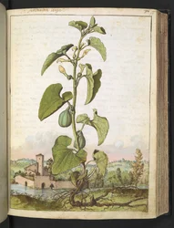 Aristolochia clematitis, from Paintings of Flora of the Roman States by Gherardo Cibo