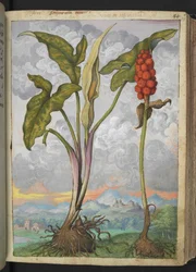 Arum italicum, from "Paintings of Flora of the Roman States" by Gherardo Cibo