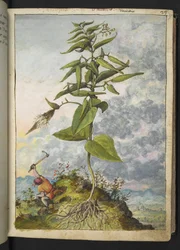 Asclepias, from Paintings of Flora of the Roman States by Gherardo Cibo