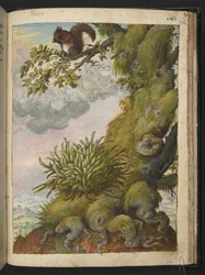Bryophyte (moss) and a squirrel sitting on the branch of a tree, from 