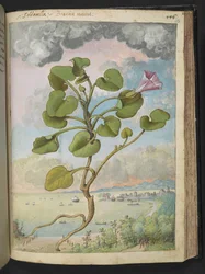 Calystegia Soldanella, from 