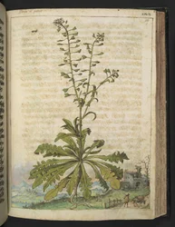 Capsella bursa-pastoris, from 