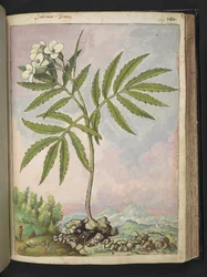 Cardamine heptaphylla, from 
