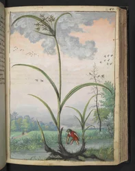 Cyperus serotinus, from Paintings of Flora of the Roman States by Gherardo Cibo