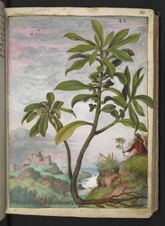 Daphne laureola, from Paintings of Flora of the Roman States by Gherardo Cibo