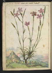 Dianthus longicaulis, from 