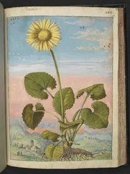 Doronicum austriacum: A plant with a yellow flower, from 