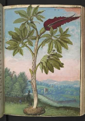 Dracunculus vulgaris, from "Paintings of Flora of the Roman States" by Gherardo Cibo