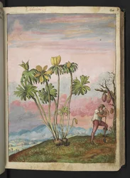 Eranthis hyemalis, from Paintings of Flora of the Roman States by Gherardo Cibo