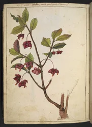 Euonymus europaeus (European Spindle): a plant with red petals, from 