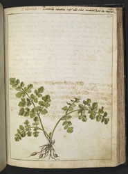 Filipendula, from Paintings of Flora of the Roman States by Gherardo Cibo