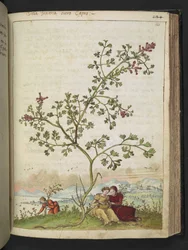 Fumaria gaillardotii, from 