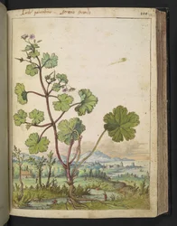 Geranium rotundifolium: A plant with pink flowers, from 
