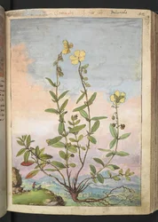 Helianthemum nummularium, from Paintings of Flora of the Roman States by Gherardo Cibo