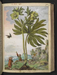 Helleboris viridis, from Paintings of Flora of the Roman States by Gherardo Cibo