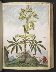 Helleborus foetidus, from "Paintings of Flora of the Roman States" by Gherardo Cibo