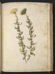 Hemp agrimony (of genus Eupatorium), possibly Kidney Vetch, from 