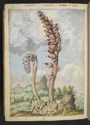 Lathrea squammaria, from "Paintings of Flora of the Roman States" by Gherardo Cibo, c.1564-84