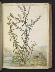 Lepidium graminifolium, from 