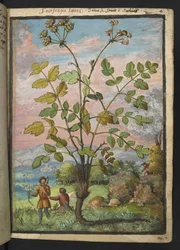 Oenanthe crocata, from Paintings of Flora of the Roman States by Gherardo Cibo
