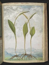 Ophioglossum vulgatum, from Paintings of Flora of the Roman States by Gherardo Cibo