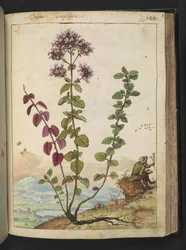 Origanum vulgare, from 