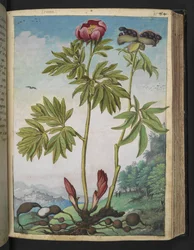 Paeonia officinalis, from 