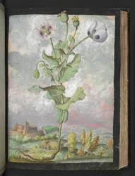 Papaver somniferum: A plant with white petals, from 