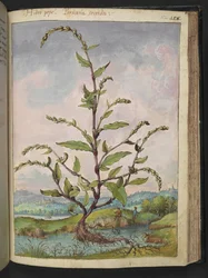 Persicaria hydropiper, from Paintings of Flora of the Roman States by Gherardo Cibo