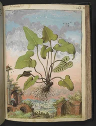 Phyllitis hemionitis, from Paintings of Flora of the Roman States by Gherardo Cibo