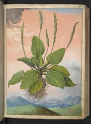 Plantago major, from 
