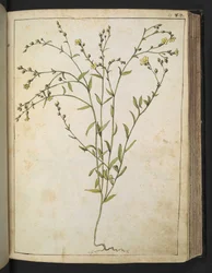 Ranunculus bulbosus: A plant with yellow flowers, from 