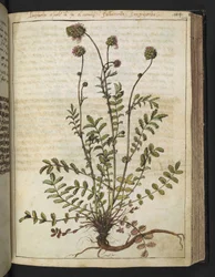 Sanguisorba Minor, from 