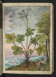 Sanicula europaea and a man examining the base of a tree, from "Paintings of Flora of the Roman States" by Gherardo Cibo